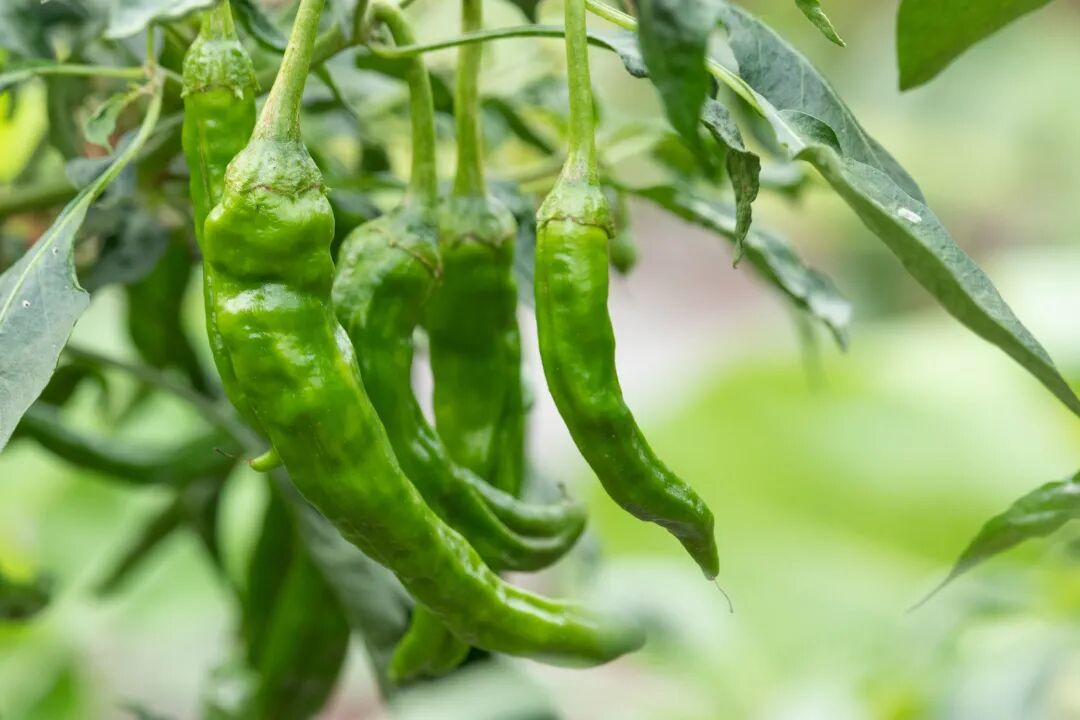 每天吃一个西红柿,身体会发生什么?研究发现:这些食物自带“降压”属性 每天吃一个西红柿,身体会发生什么?研究发现:这些食物自带“降压”属性