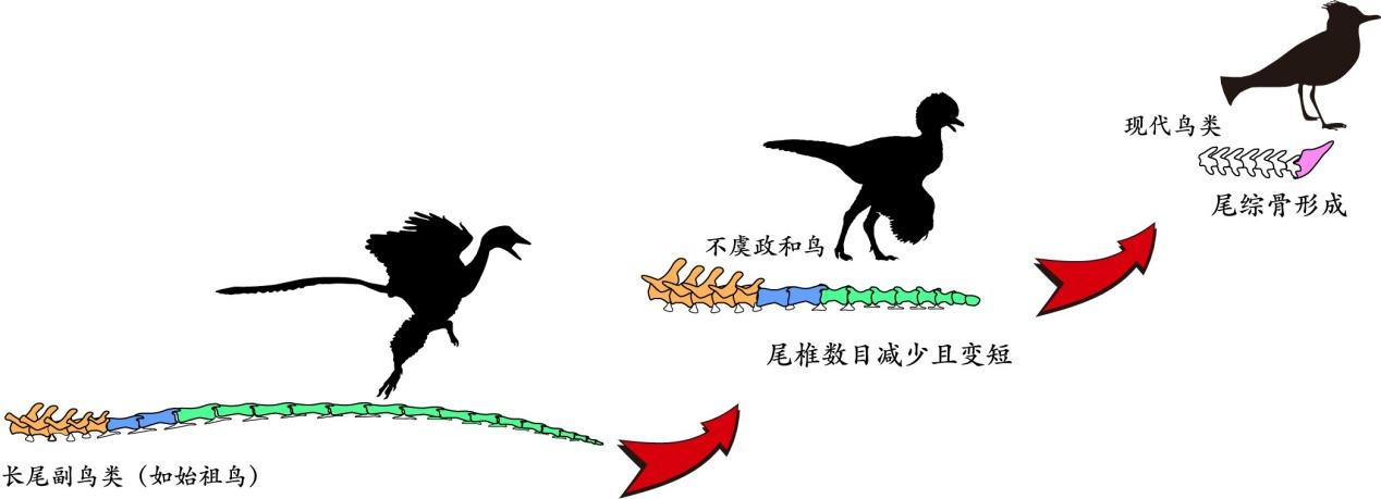 我国科学家揭示鸟类尾巴演化的“关键拼图” 我国科学家揭示鸟类尾巴演化的“关键拼图”