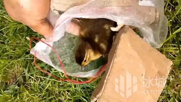 后半夜蹲守找寻2小时!“鸳鸯奶爸”救下10只落单新生小鸳鸯 后半夜蹲守找寻2小时!“鸳鸯奶爸”救下10只落单新生小鸳鸯