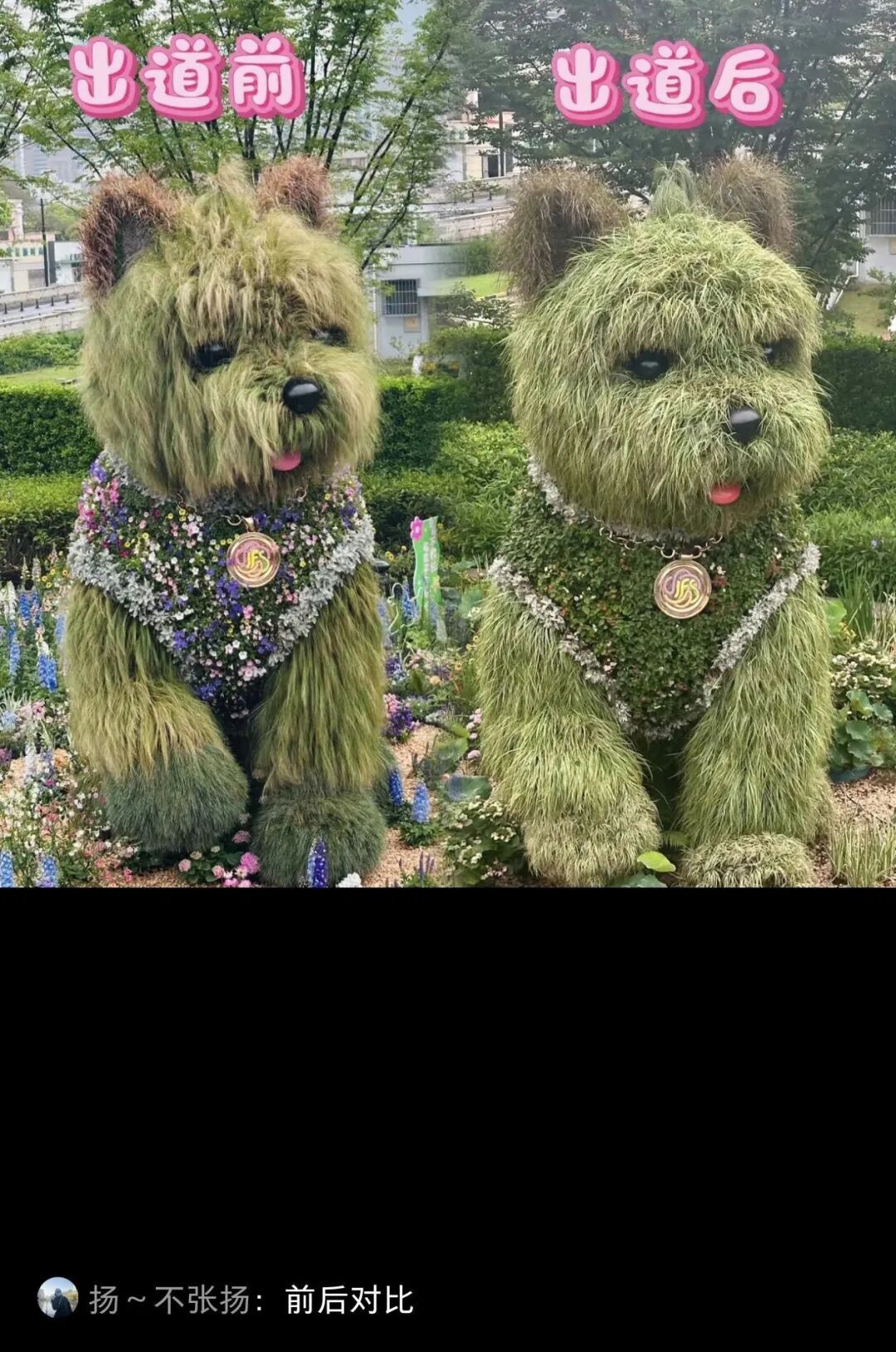 这边“潦草小狗”刚换夏装，那边“凤梨羊驼”母子首次露面，魔都顶流再添一员→