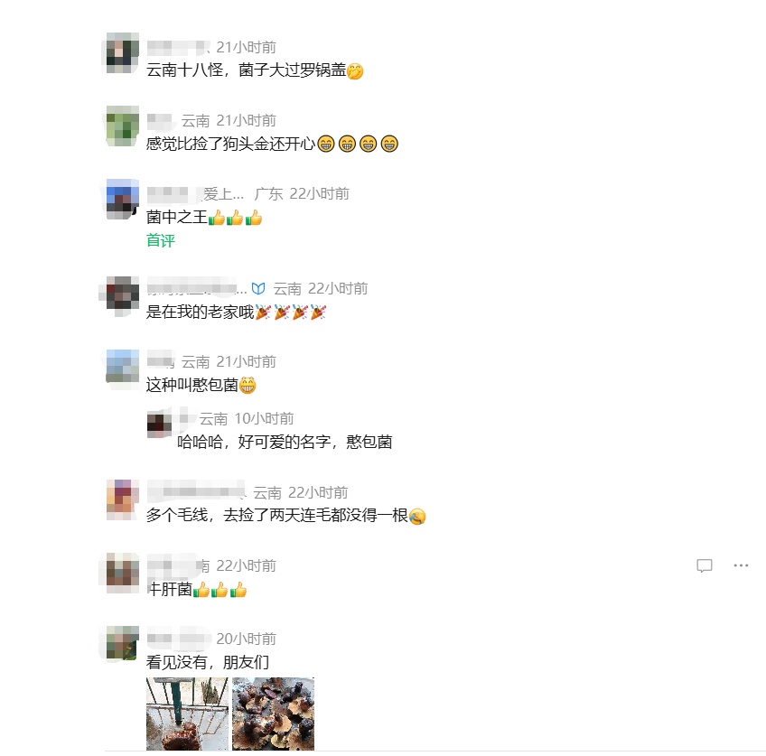 菌盖大过小脸盆!云南一村民捡到“菌中巨物” 网友:一锅炖不下 菌盖大过小脸盆!云南一村民捡到“菌中巨物” 网友:一锅炖不下