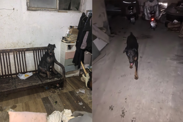黑犬夜间咬伤路人,民警跨市找到犬主人 黑犬夜间咬伤路人,民警跨市找到犬主人
