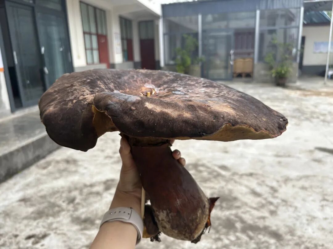 菌盖大过小脸盆!云南一村民捡到“菌中巨物” 网友:一锅炖不下 菌盖大过小脸盆!云南一村民捡到“菌中巨物” 网友:一锅炖不下