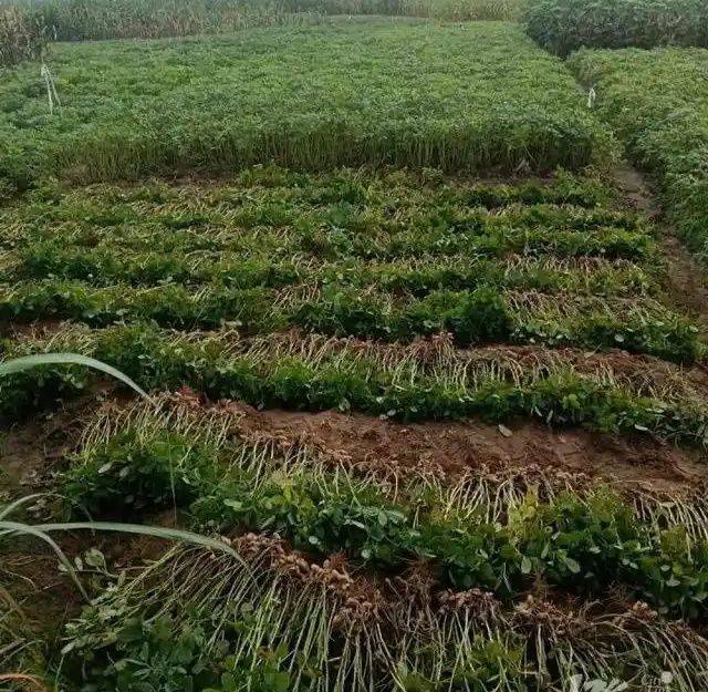 广西17岁少年清晨5点起床拔花生,拔到一半发现拔错地了,却获网友点赞 广西17岁少年清晨5点起床拔花生,拔到一半发现拔错地了,却获网友点赞