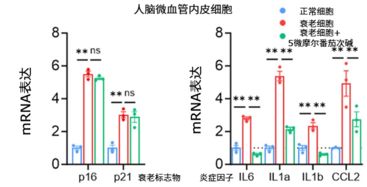 又一个“抗衰王者”被发现,能逆转内脏衰老,改善记忆力?就在你家餐桌上 又一个“抗衰王者”被发现,能逆转内脏衰老,改善记忆力?就在你家餐桌上