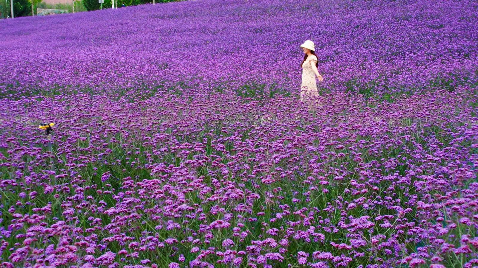 甘肃永靖:黄河花堤马鞭草盛放 紫色花海扮靓夏日 甘肃永靖:黄河花堤马鞭草盛放 紫色花海扮靓夏日