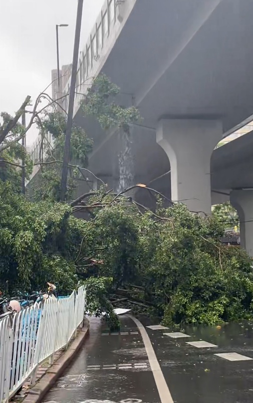 广州开启泼水模式,多区雷雨大风黄色预警信号生效,有树木倒伏 广州开启泼水模式,多区雷雨大风黄色预警信号生效,有树木倒伏