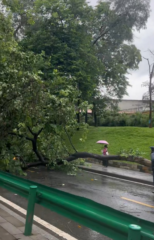 广州开启泼水模式,多区雷雨大风黄色预警信号生效,有树木倒伏 广州开启泼水模式,多区雷雨大风黄色预警信号生效,有树木倒伏