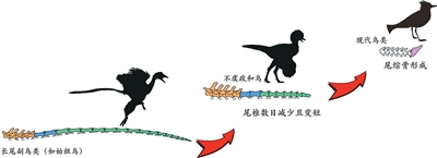 最新成果!中国科学家补上鸟类尾巴演化“拼图” 最新成果!中国科学家补上鸟类尾巴演化“拼图”