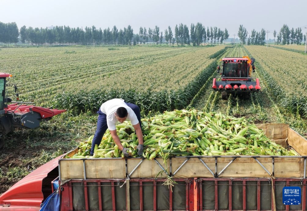河北丰南:鲜食玉米收获忙 河北丰南:鲜食玉米收获忙