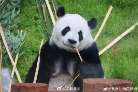 萌兰、花花和叶同时过生日！祝熊生快乐