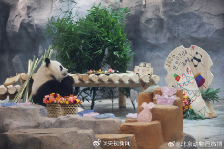 萌兰、花花和叶同时过生日！祝熊生快乐