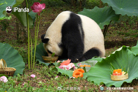 萌兰、花花和叶同时过生日！祝熊生快乐