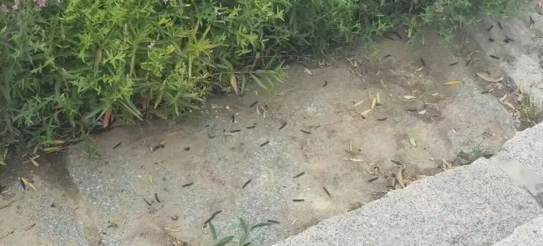 密密麻麻,北京的公园里这虫是啥?有毒吗?答案来了 密密麻麻,北京的公园里这虫是啥?有毒吗?答案来了