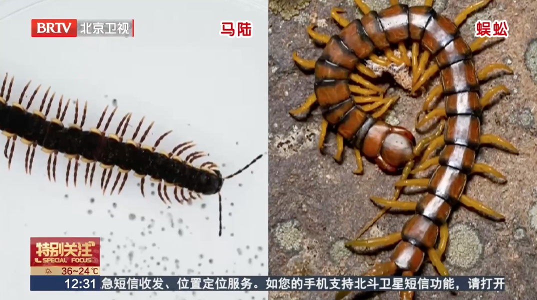 密密麻麻,北京的公园里这虫是啥?有毒吗?答案来了 密密麻麻,北京的公园里这虫是啥?有毒吗?答案来了