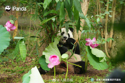 生日快乐!花花和叶姐妹俩6岁了 生日快乐!花花和叶姐妹俩6岁了