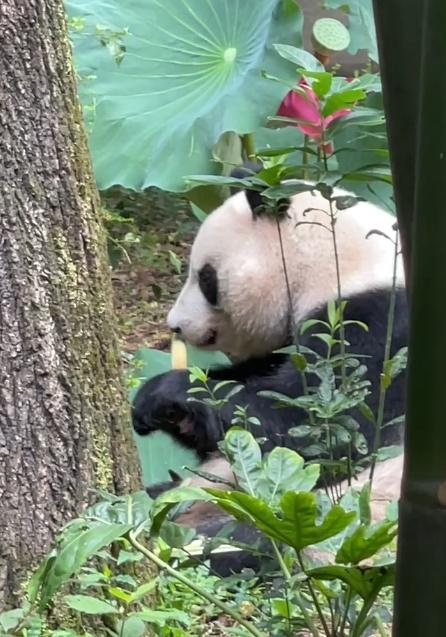 萌兰、和花、和叶,三只“小熊友”又长一岁! 萌兰、和花、和叶,三只“小熊友”又长一岁!