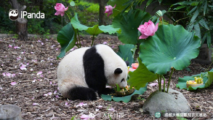 生日快乐!花花和叶姐妹俩6岁了 生日快乐!花花和叶姐妹俩6岁了