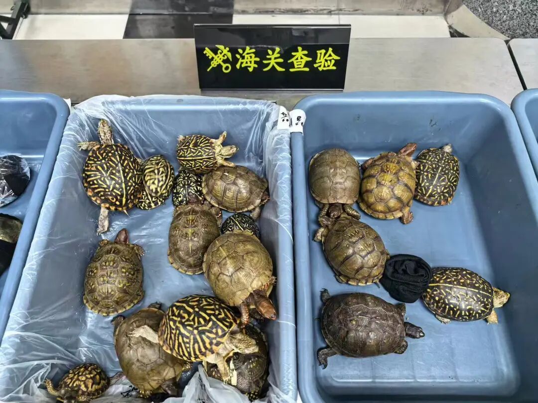 深圳湾海关半小时内拦截8名女性旅客 均穿着宽大裙子 藏匿53只活体龟入境
