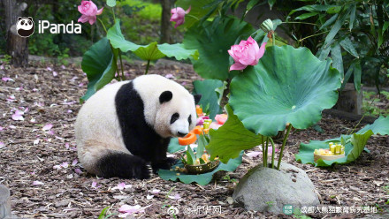 一起看看花花6岁生日大餐有什么 一起看看花花6岁生日大餐有什么