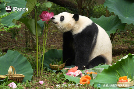 生日快乐!花花和叶姐妹俩6岁了 生日快乐!花花和叶姐妹俩6岁了