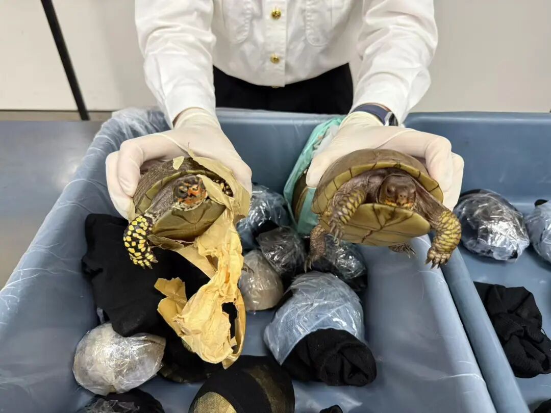 深圳湾海关半小时内拦截8名女性旅客 均穿着宽大裙子 藏匿53只活体龟入境