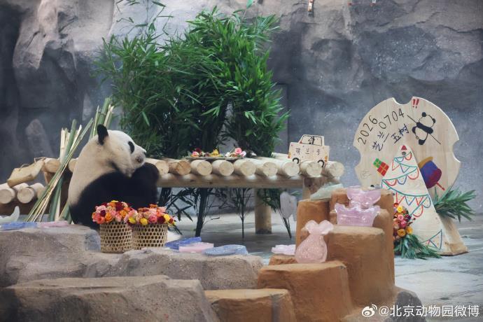 萌兰、和花、和叶,三只“小熊友”又长一岁! 萌兰、和花、和叶,三只“小熊友”又长一岁!