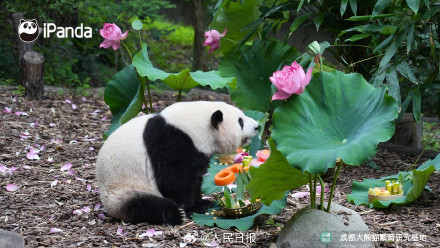 生日快乐!花花和叶姐妹俩6岁了 生日快乐!花花和叶姐妹俩6岁了