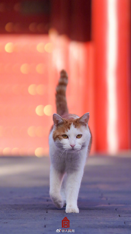 被故宫里小猫咪萌到了