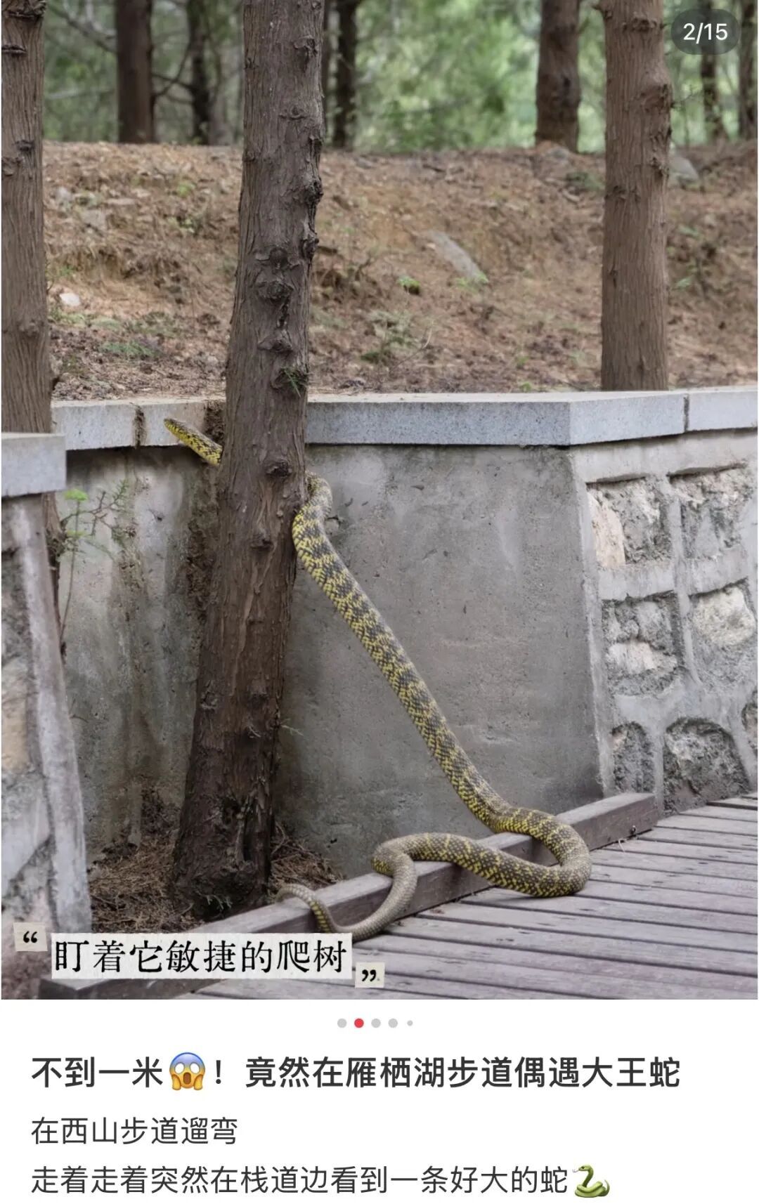 “我也拍到了！”北京市民朋友圈频现，真被咬了怎么办？