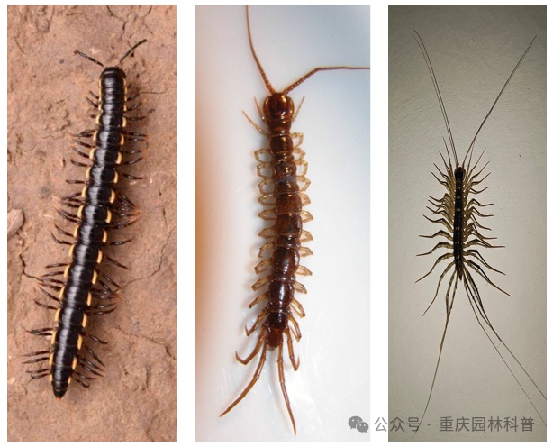 “我很丑，但我很温柔”！注意，最近这种“千足虫”很常见→
