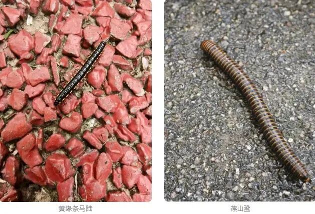 “我很丑，但我很温柔”！注意，最近这种“千足虫”很常见→