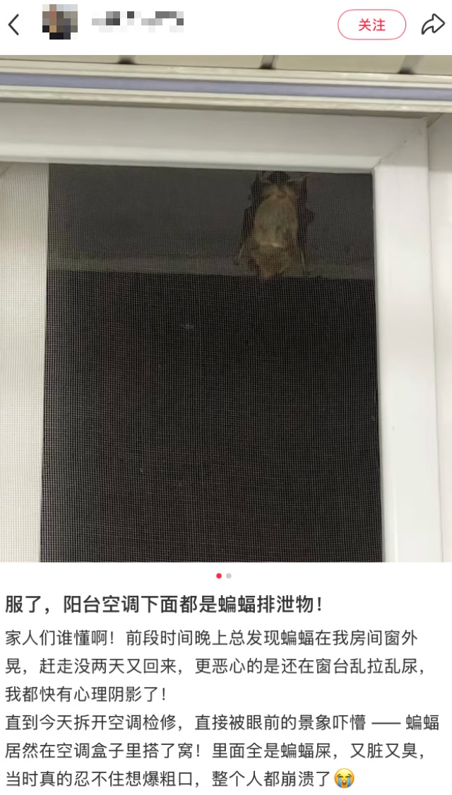 "吓得浑身发麻"!工人拆开空调盖板,十几只蝙蝠…很多人遇到过 "吓得浑身发麻"!工人拆开空调盖板,十几只蝙蝠…很多人遇到过