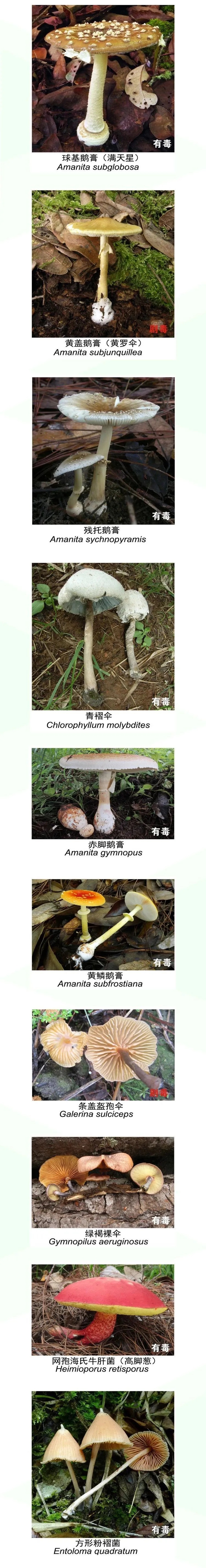 被AI识别为“无毒”后,一家三口放心吃下剧毒蘑菇!9岁男孩肝衰竭进ICU抢救8天… 被AI识别为“无毒”后,一家三口放心吃下剧毒蘑菇!9岁男孩肝衰竭进ICU抢救8天…