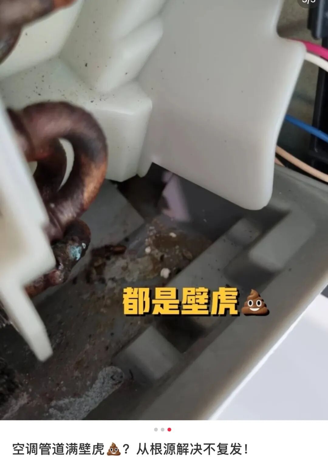 "吓得浑身发麻"!浙江男子拆开空调盖板,十几只蝙蝠… "吓得浑身发麻"!浙江男子拆开空调盖板,十几只蝙蝠…
