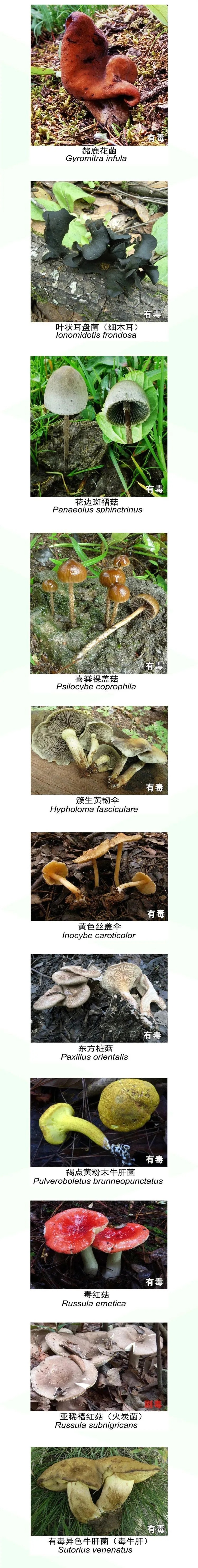 被AI识别为“无毒”后,一家三口放心吃下剧毒蘑菇!9岁男孩肝衰竭进ICU抢救8天… 被AI识别为“无毒”后,一家三口放心吃下剧毒蘑菇!9岁男孩肝衰竭进ICU抢救8天…