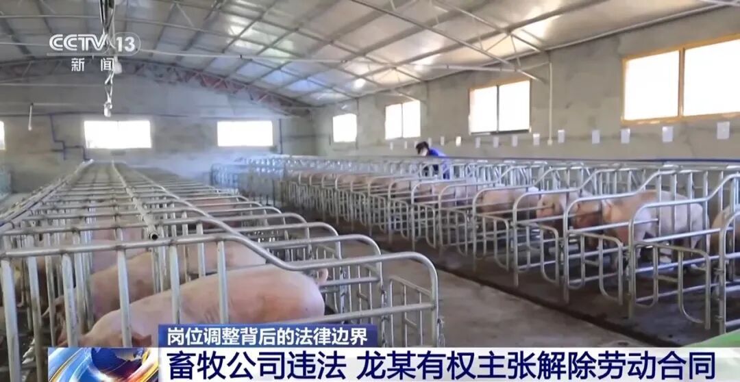 电工突然被领导调去养猪,是合理用工还是变相裁员?法院判了→ 电工突然被领导调去养猪,是合理用工还是变相裁员?法院判了→