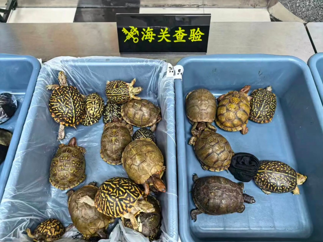 穿着宽大裙子、身上绑藏33只活体龟,深圳湾海关半小时内拦截8名旅客 穿着宽大裙子、身上绑藏33只活体龟,深圳湾海关半小时内拦截8名旅客