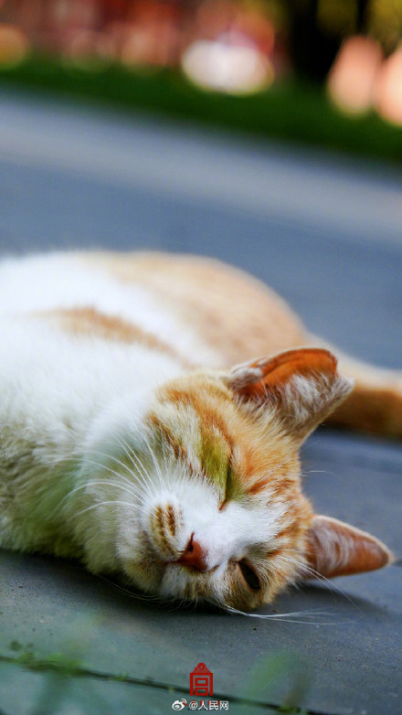 被故宫里小猫咪萌到了