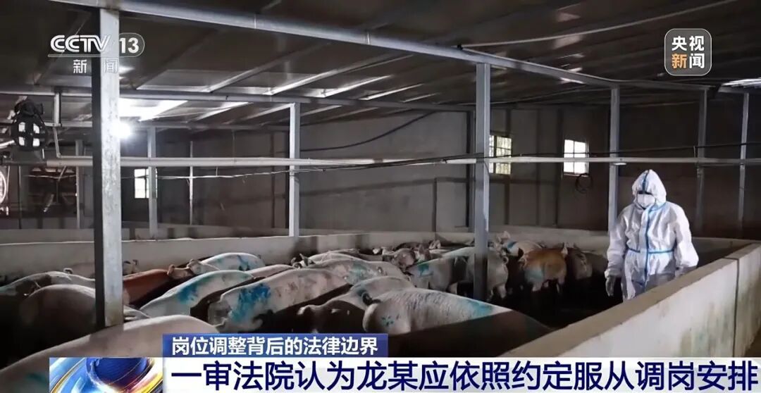 电工突然被领导调去养猪,是合理用工还是变相裁员?法院判了→ 电工突然被领导调去养猪,是合理用工还是变相裁员?法院判了→