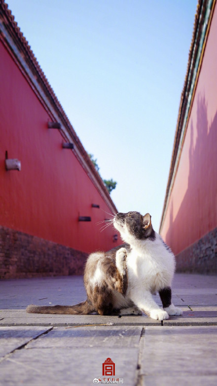被故宫里小猫咪萌到了