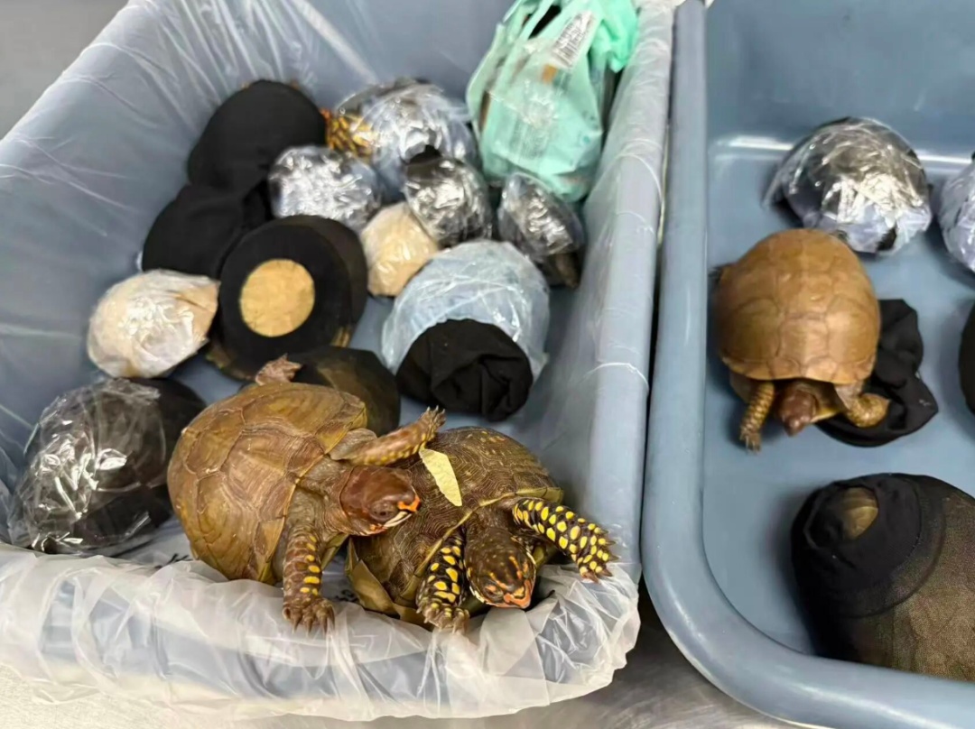 深圳湾海关查获8名进境旅客藏匿53只活体龟,海关提醒→ 深圳湾海关查获8名进境旅客藏匿53只活体龟,海关提醒→