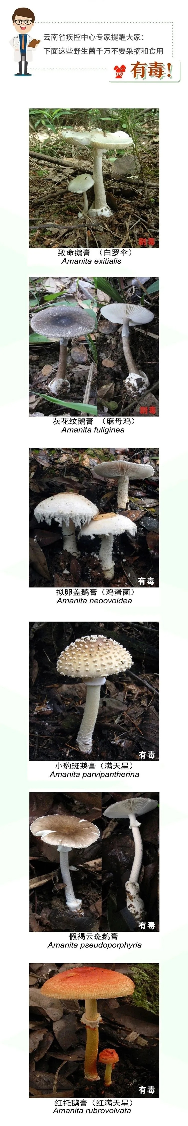 被AI识别为“无毒”后,一家三口放心吃下剧毒蘑菇!9岁男孩肝衰竭进ICU抢救8天… 被AI识别为“无毒”后,一家三口放心吃下剧毒蘑菇!9岁男孩肝衰竭进ICU抢救8天…