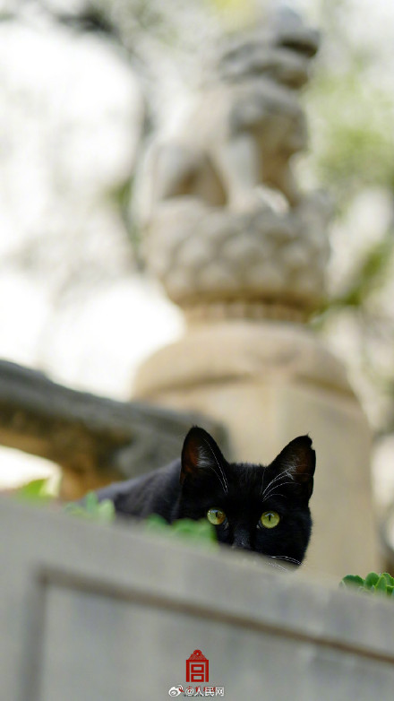 被故宫里小猫咪萌到了