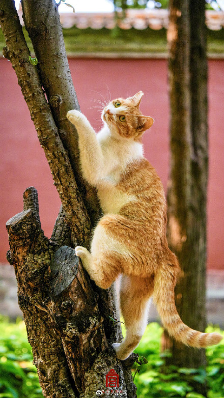 被故宫里小猫咪萌到了