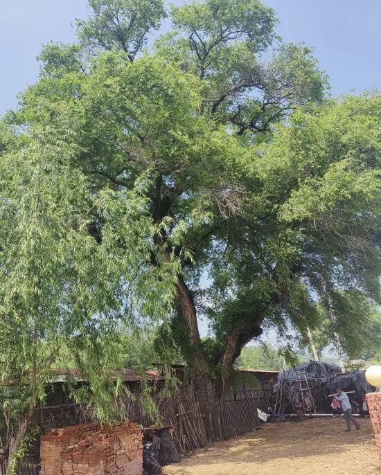 确认了!吉林此地新认定两株古树名木 确认了!吉林此地新认定两株古树名木