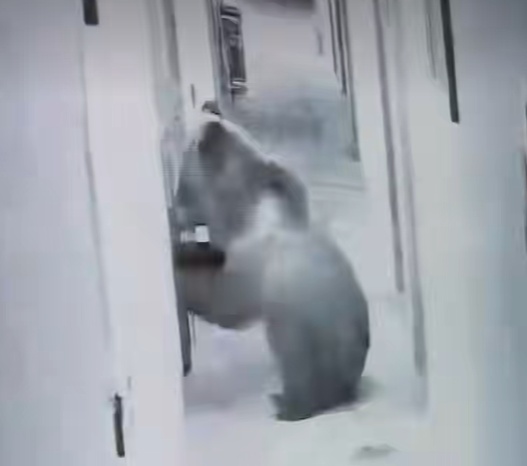 西藏一酒店被藏马熊闯进,喝了前台摆放的矿泉水,暴力推开房门,与惊醒的住客对视后离开 西藏一酒店被藏马熊闯进,喝了前台摆放的矿泉水,暴力推开房门,与惊醒的住客对视后离开