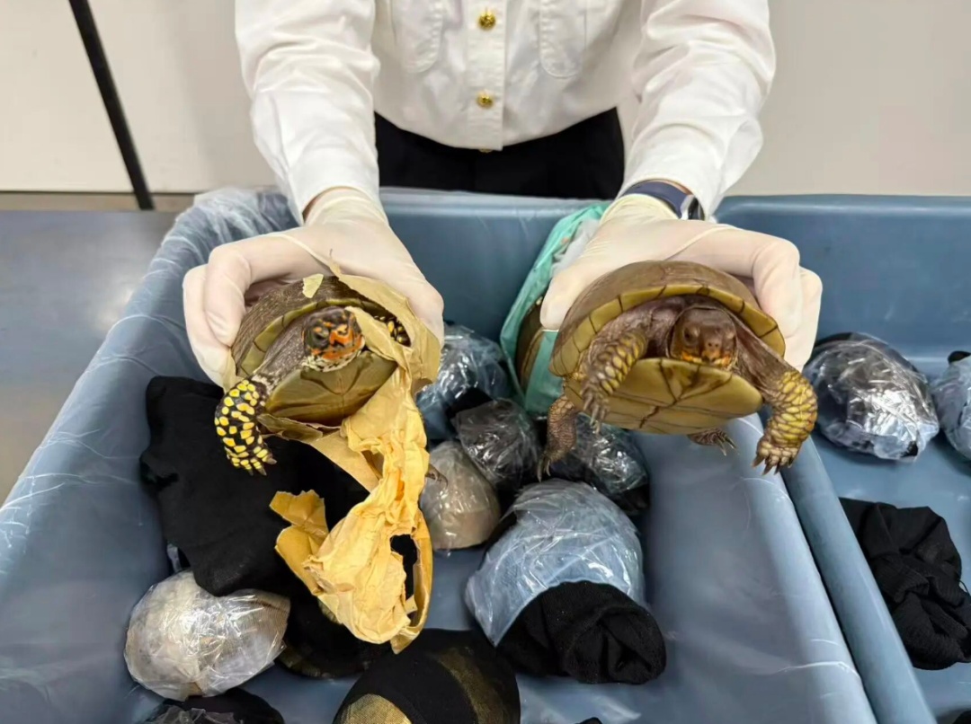穿着宽大裙子、身上绑藏33只活体龟,深圳湾海关半小时内拦截8名旅客 穿着宽大裙子、身上绑藏33只活体龟,深圳湾海关半小时内拦截8名旅客