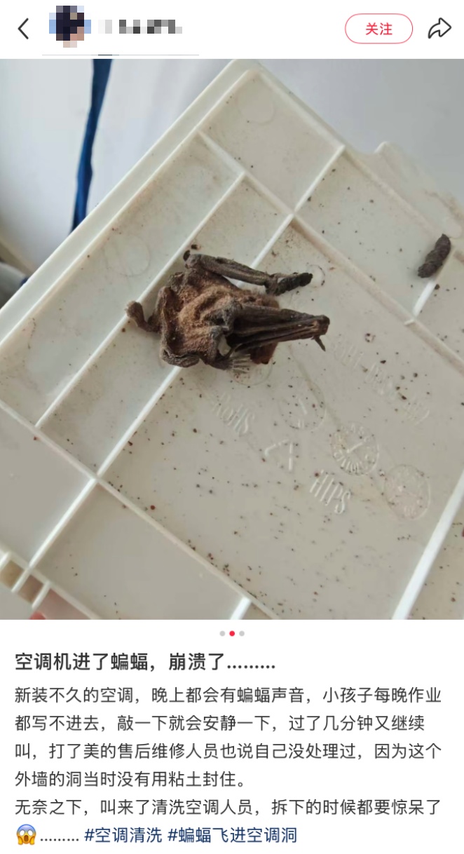 "吓得浑身发麻"!工人拆开空调盖板,十几只蝙蝠…很多人遇到过 "吓得浑身发麻"!工人拆开空调盖板,十几只蝙蝠…很多人遇到过