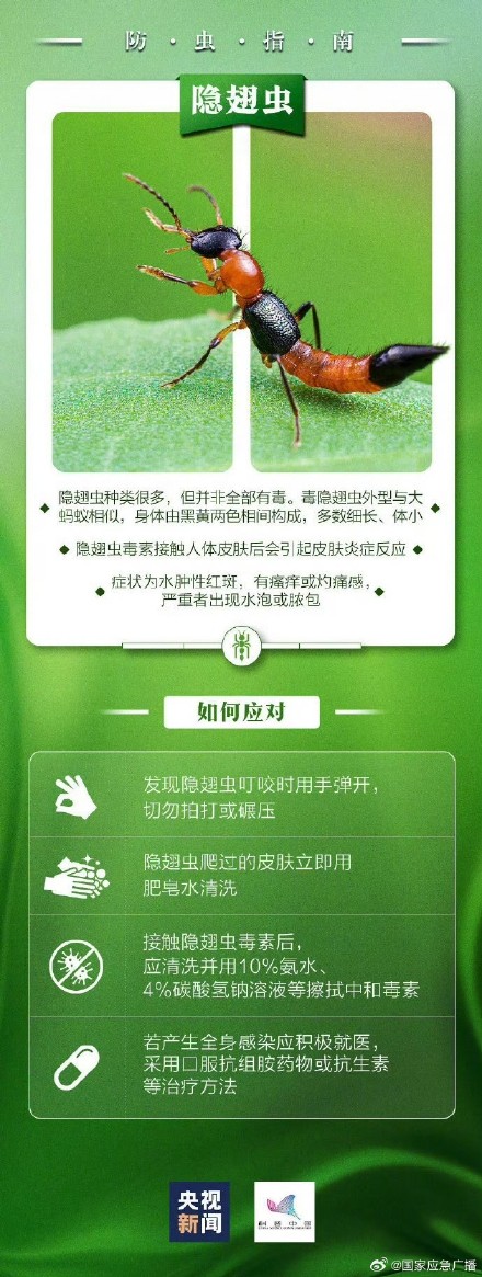 隐翅虫落身上千万别打 隐翅虫落身上千万别打